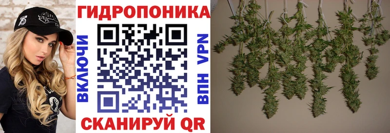 Бошки Шишки план  Купить закладки  Кологрив 